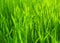 Fresh Spring Green Grass. Natural Grass Background