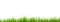 Fresh spring green grass panorama isolated