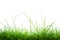 Fresh spring green grass panorama isolated