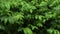 Fresh spring green leaves after the rain. Raindrops on the green bush.