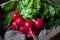 Fresh spring harvest of radishes healthy organic nutrition food