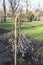 Fresh spring nature background with willow branches and furry yellow catkin at bokeh, front view with copy space.