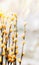 Fresh spring nature background with willow branches and furry yellow catkin at bokeh, front view with copy space. willow