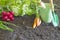 Fresh spring organic vegetables on the soil in the garden