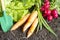 Fresh spring organic vegetables on the soil in the garden