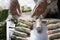 Fresh spring rolls with shrimps with cooker hands on background