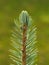 Fresh spring spruce needles