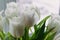 Fresh spring terry tulips bouquet, white beautiful color