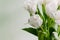 Fresh spring terry tulips bouquet, white beautiful color