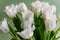 Fresh spring terry tulips bouquet, white beautiful color