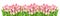 Fresh spring tulip flowers banner Floral border Bouquet