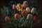 Fresh spring tulip flowers blossoms on horizontal floral poster. Red tulips bouquet in vibrant tints isolated on blurry