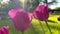 Fresh spring view of a chic rose tulip opening under the warm light of the sun