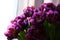 Fresh spring violet tulips flowers background