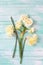 Fresh spring yellow narcissus flowers on turquoise painted woo