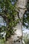 Fresh springtime Birch or Betula alba tree with beauty trunk, bark and leaves in Popular Zaimov park, district Oborishte