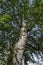 Fresh springtime Birch or Betula alba tree with beauty trunk, bark and leaves in Popular Zaimov park, district Oborishte