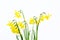 Fresh Springtime daffodils