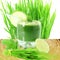 Fresh sprouted wheat grass juice with wheat grass in white background