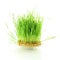 Fresh sprouted wheat grass with water drops in white background