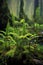 fresh sprouting ferns in a mossy forest