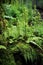 fresh sprouting ferns in a mossy forest