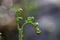 Fresh sprouts of a common bracken fern