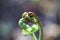 Fresh sprouts of a common bracken fern