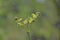 Fresh sprouts of a common bracken fern