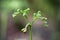 Fresh sprouts of a common bracken fern