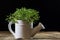 Fresh sprouts Cress. Black ground. Wooden table. Flowerpot in th