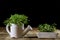 Fresh sprouts Cress. Black ground. Wooden table. Flowerpot in th