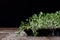 Fresh sprouts Cress. Black ground. Wooden table. Flowerpot in th