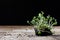 Fresh sprouts Cress. Black ground. Wooden table. Flowerpot in th