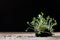 Fresh sprouts Cress. Black ground. Wooden table. Flowerpot in th