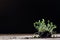 Fresh sprouts Cress. Black ground. Wooden table. Flowerpot in th