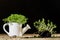 Fresh sprouts Cress. Black ground. Wooden table. Flowerpot in th