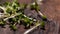 Fresh sprouts falling down on the old wooden surface with cracks. Stock footage. Close up of microgreen of mustard on