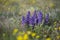 Fresh sprouts of mountain wildflowers