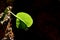 Fresh sprouts on a tree trunk after the rain