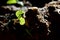 Fresh sprouts on a tree trunk after the rain