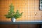 fresh spruce branches on wooden sauna bench