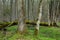 Fresh stand of Bialowieza Forest in spring