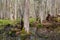 Fresh stand of Bialowieza Forest in spring