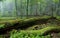 Fresh stand of Bialowieza Forest in summer