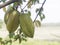 Fresh star fruit on the tree, Averrhoa carambola