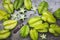 Fresh starfruit on the dark background