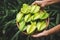 Fresh starfruit on the green background