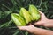 Fresh starfruit on the green background