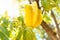 Fresh starfruit or star apple hanging on a branch of tree